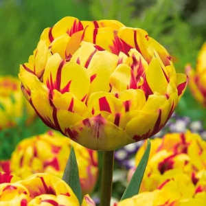 Тюльпан махровый Голден Ницц купить по цене от 361р. в интернет-магазине «Посадика» с доставкой почтой в в Калач-на-Донуе и по всей России – [изображение №1].
