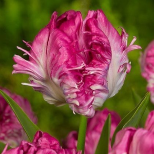 Тюльпан махровый Кул Кристал купить по цене от 400р. в интернет-магазине «Посадика» с доставкой почтой в в Калач-на-Донуе и по всей России – [изображение №1].