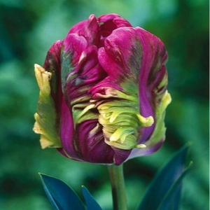 Тюльпан Экзотик Хэвен купить по цене от 186р. в интернет-магазине «Посадика» с доставкой почтой в в Калач-на-Донуе и по всей России – [изображение №1].