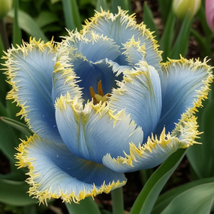 Тюльпан Махровый Амплуа купить по цене от 199р. в интернет-магазине «Посадика» с доставкой почтой в в Калач-на-Донуе и по всей России – [изображение №1].