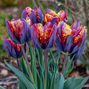 Тюльпан Опал Дрим купить по цене от 207р. в интернет-магазине «Посадика» с доставкой почтой в в Калач-на-Донуе и по всей России – [изображение №1].