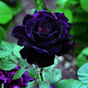 Роза Блэк Пантер купить по цене от 319р. в интернет-магазине «Посадика» с доставкой почтой в в Калач-на-Донуе и по всей России – [изображение №1].