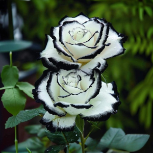 Роза Силк Ивин купить по цене от 319р. в интернет-магазине «Посадика» с доставкой почтой в в Калач-на-Донуе и по всей России – [изображение №1].