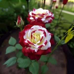 Роза Роял Глом купить по цене от 401р. в интернет-магазине «Посадика» с доставкой почтой в в Калач-на-Донуе и по всей России – [изображение №1].