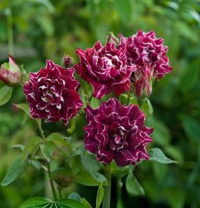 Роза Опаловый Пейзаж купить по цене от 490р. в интернет-магазине «Посадика» с доставкой почтой в в Калач-на-Донуе и по всей России – [изображение №1].