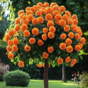 Роза Солнечный Шарм купить по цене от 349р. в интернет-магазине «Посадика» с доставкой почтой в в Калач-на-Донуе и по всей России – [изображение №1].