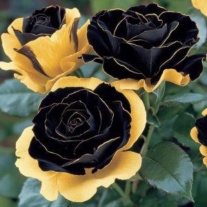 Роза Ханни Сикл купить по цене от 700р. в интернет-магазине «Посадика» с доставкой почтой в в Калач-на-Донуе и по всей России – [изображение №1].