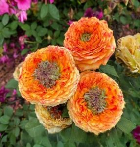 Роза Золотой Мираж купить по цене от 420р. в интернет-магазине «Посадика» с доставкой почтой в в Калач-на-Донуе и по всей России – [изображение №1].