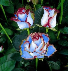 Роза Сафайер Пэтл купить по цене от 450р. в интернет-магазине «Посадика» с доставкой почтой в в Калач-на-Донуе и по всей России – [изображение №1].