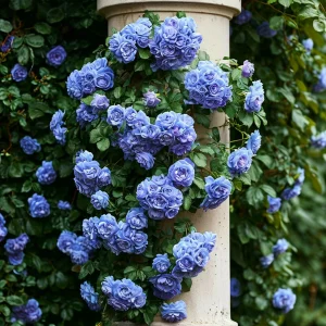 Роза плетистая Блю Перпл купить по цене от 540р. в интернет-магазине «Посадика» с доставкой почтой в в Калач-на-Донуе и по всей России – [изображение №1].